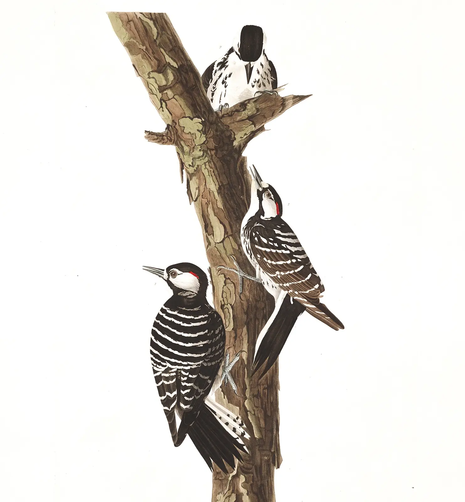 Plate 389 of Audubon's The Birds of America: Red-cockaded Woodpecker (Leuconotopicus borealis)