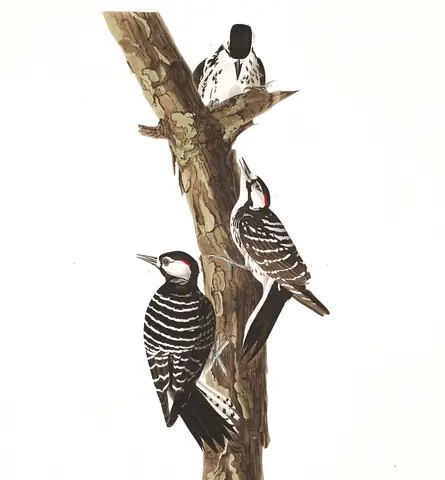 Plate 389 of Audubon's The Birds of America: Red-cockaded Woodpecker (Leuconotopicus borealis)