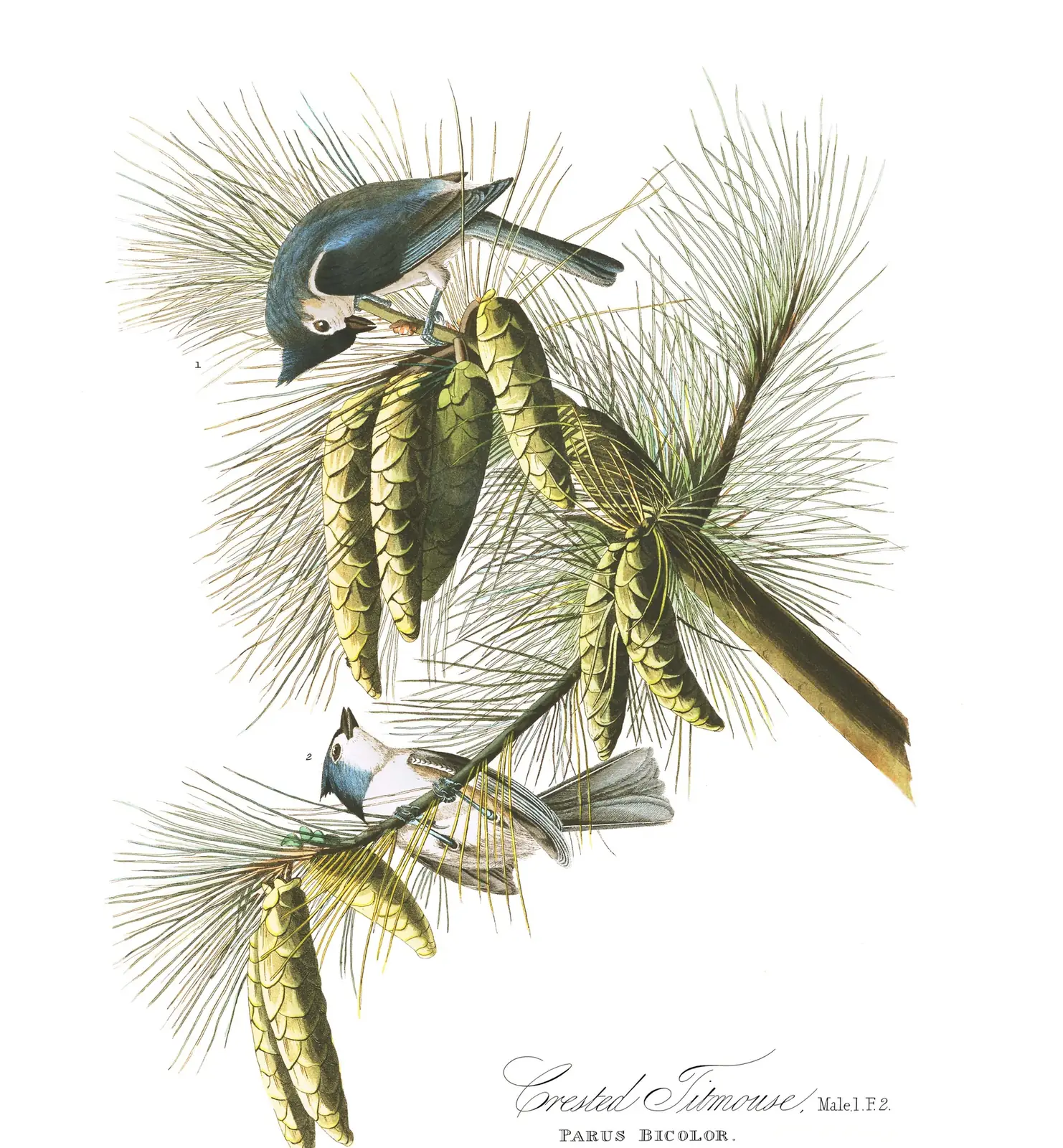 Plate 39 of Audubon's The Birds of America: Tufted Titmouse (Baeolophus bicolor)