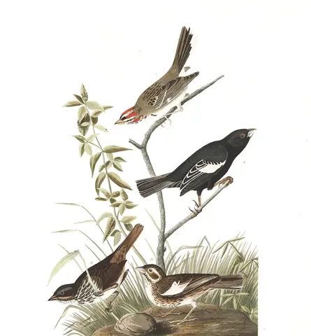 Plate 390 of Audubon's The Birds of America: Lark Sparrow (Chondestes grammacus), Lark Bunting (Calamospiza melanocorys) and Song Sparrow (Melospiza melodia)