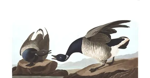 Plate 391 of Audubon's The Birds of America: Brant (Branta bernicla)