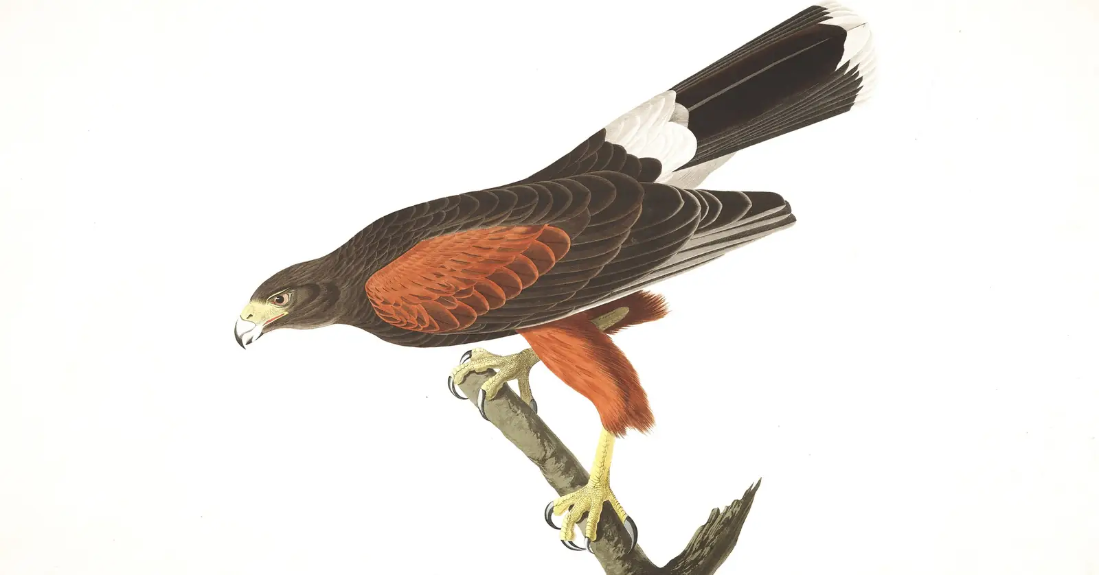 Plate 392 of Audubon's The Birds of America: Harris's Hawk (Parabuteo unicinctus)