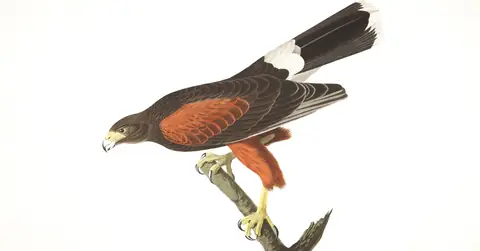Plate 392 of Audubon's The Birds of America: Harris's Hawk (Parabuteo unicinctus)