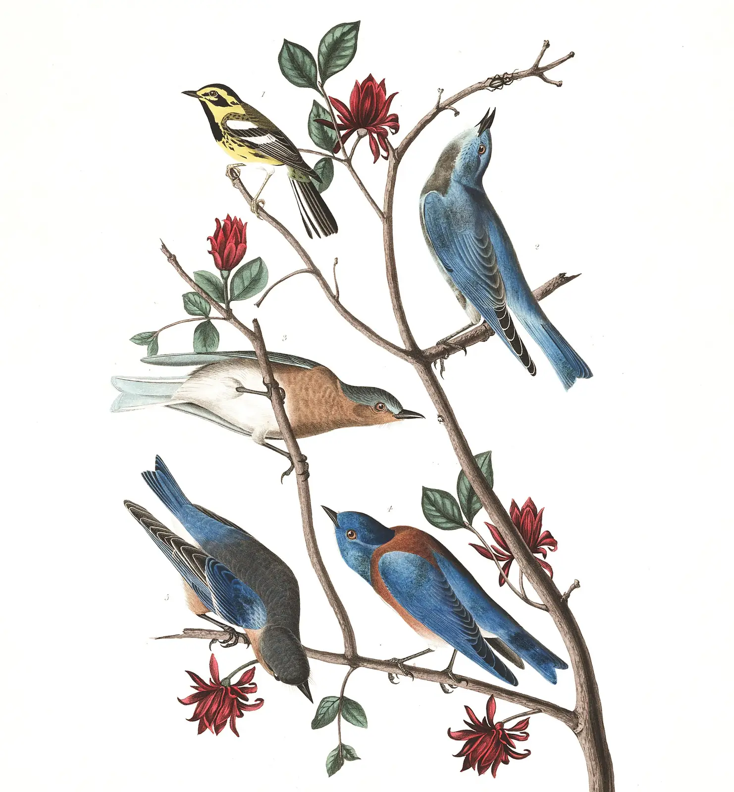 Plate 393 of Audubon's The Birds of America: Mountain Bluebird (Sialia currucoides), Townsend's Warbler (Setophaga townsendi) and Western Bluebird (Sialia mexicana)