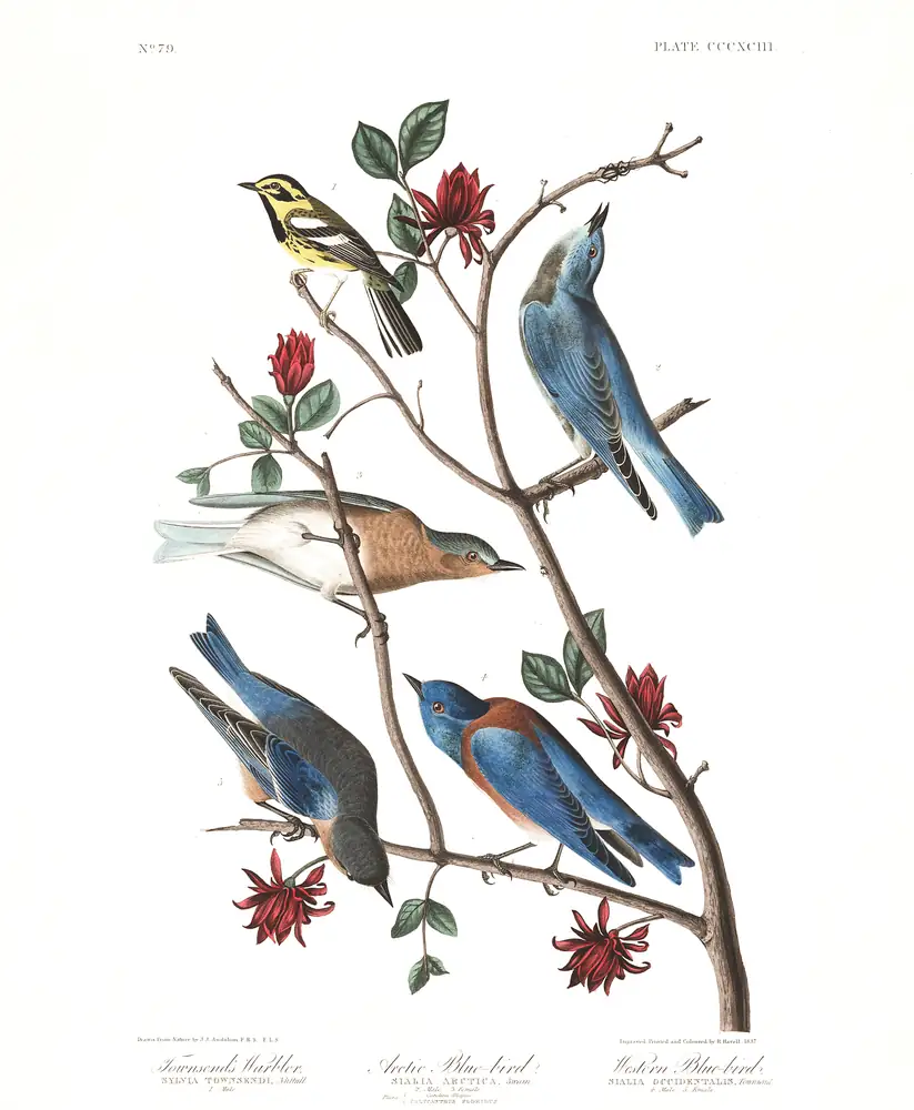 The whole sheet of plate 393, with its engraved caption