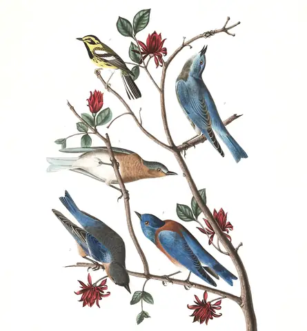 Plate 393 of Audubon's The Birds of America: Mountain Bluebird (Sialia currucoides), Townsend's Warbler (Setophaga townsendi) and Western Bluebird (Sialia mexicana)