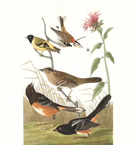 Plate 394 of Audubon's The Birds of America: Hooded Siskin (Spinus magellanicus), Chestnut-collared Longspur (Calcarius ornatus), Golden-crowned Sparrow (Zonotrichia atricapilla) and Spotted Towhee (Pipilo maculatus)