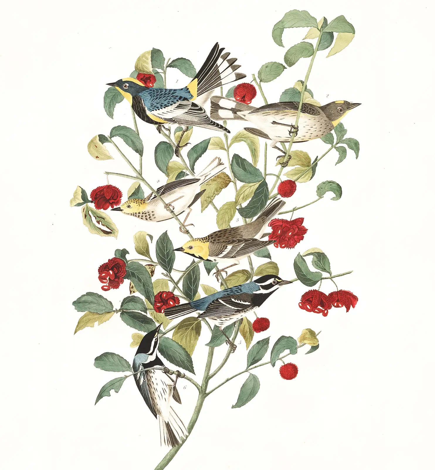 Plate 395 of Audubon's The Birds of America: Yellow-rumped Warbler (Setophaga coronata), Hermit Warbler (Setophaga occidentalis) and Black-throated Gray Warbler (Setophaga nigrescens)