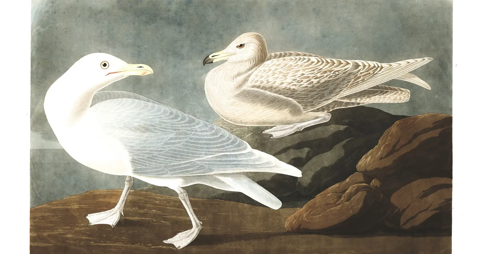 Plate 396 of Audubon's The Birds of America: Glaucous Gull (Larus hyperboreus)