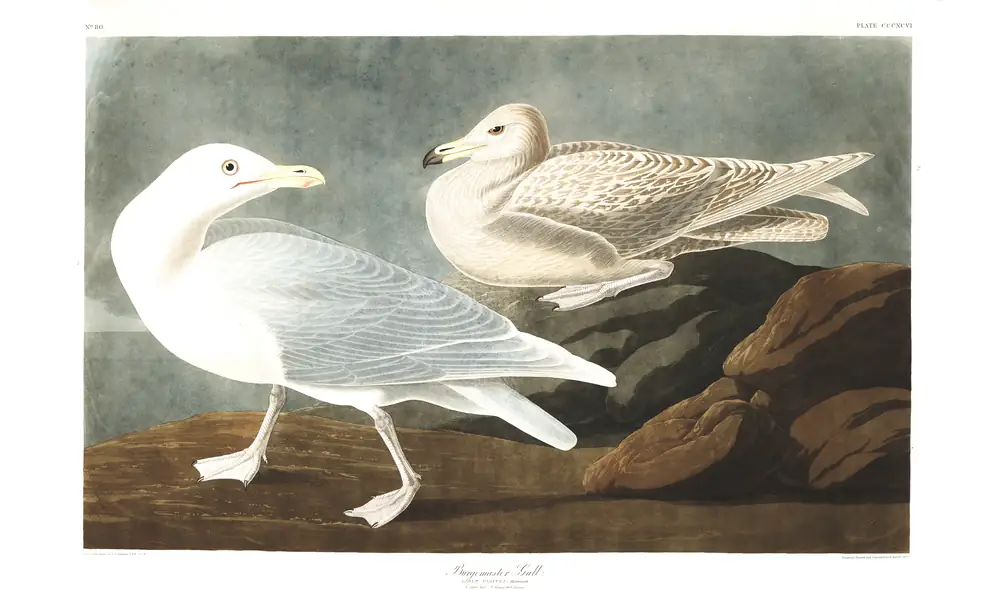 The whole sheet of plate 396, with its engraved caption