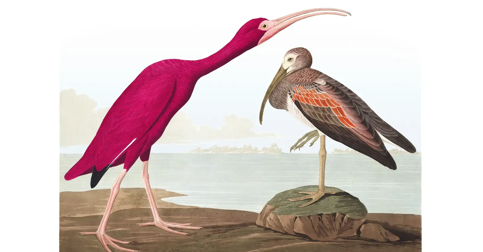 Plate 397 of Audubon's The Birds of America: Scarlet Ibis (Eudocimus ruber)