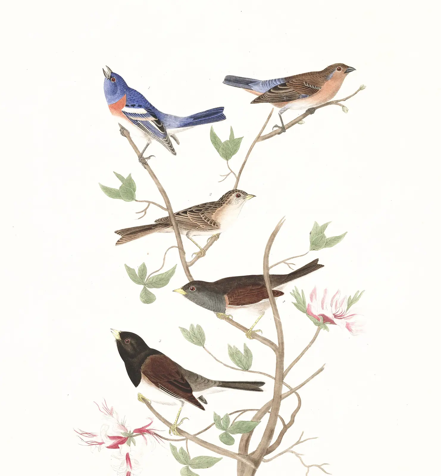 Plate 398 of Audubon's The Birds of America: Lazuli Bunting (Passerina amoena), Brewer's Sparrow (Spizella breweri) and Dark-eyed Junco (Junco hyemalis)
