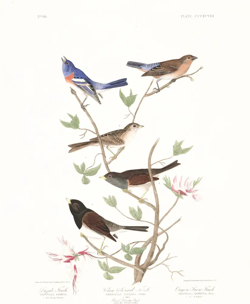 The whole sheet of plate 398, with its engraved caption