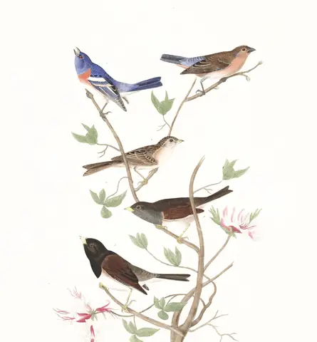 Plate 398 of Audubon's The Birds of America: Lazuli Bunting (Passerina amoena), Brewer's Sparrow (Spizella breweri) and Dark-eyed Junco (Junco hyemalis)