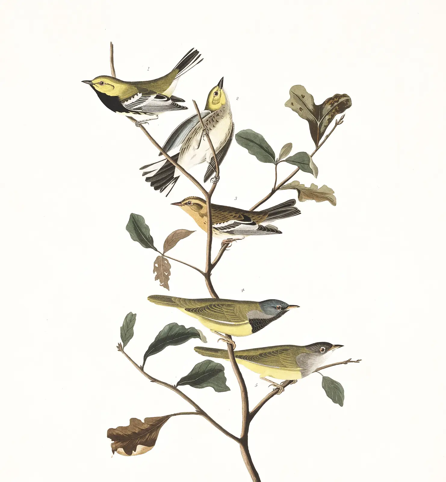 Plate 399 of Audubon's The Birds of America: Black-throated Green Warbler (Setophaga virens), Blackburnian Warbler (Setophaga fusca) and MacGillivray's Warbler (Geothlypis tolmiei)