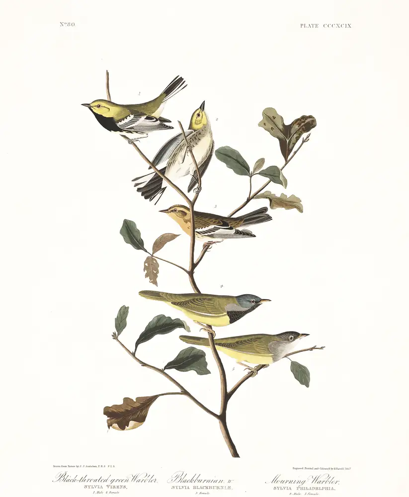 The whole sheet of plate 399, with its engraved caption