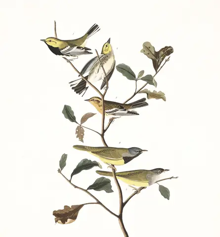 Plate 399 of Audubon's The Birds of America: Black-throated Green Warbler (Setophaga virens), Blackburnian Warbler (Setophaga fusca) and MacGillivray's Warbler (Geothlypis tolmiei)