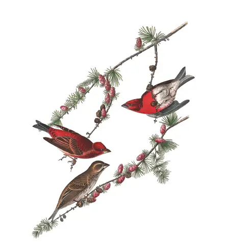 Plate 4 of Audubon's The Birds of America: Purple Finch (Haemorhous purpureus)