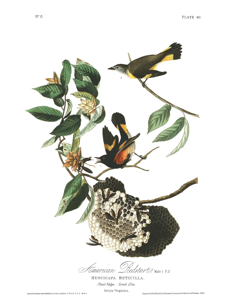 The whole sheet of plate 40, with its engraved caption