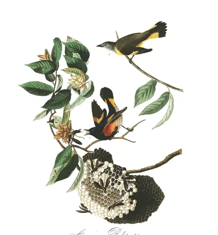 Plate 40 of Audubon's The Birds of America: American Redstart (Setophaga ruticilla)