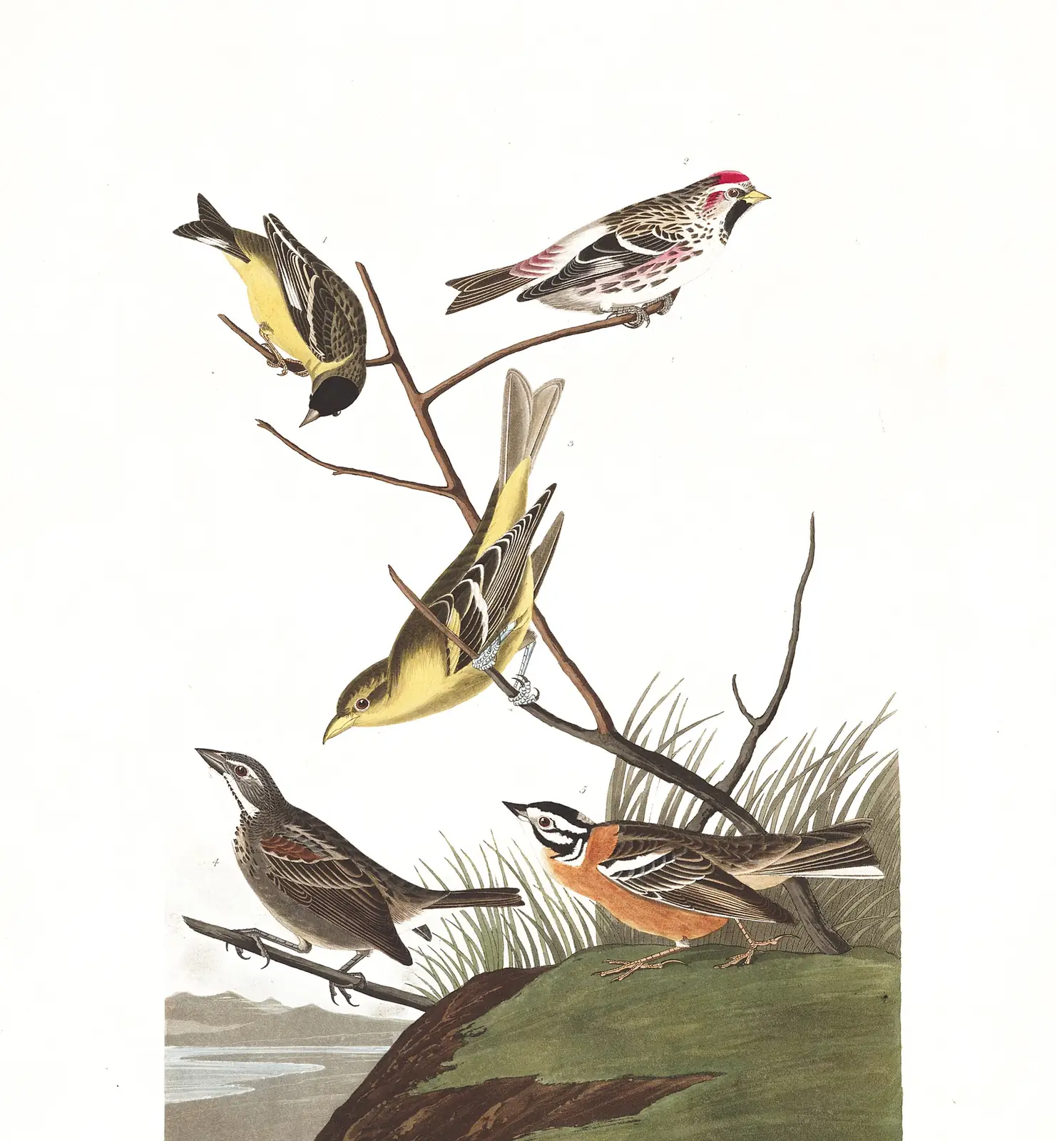 Plate 400 of Audubon's The Birds of America: Lesser Goldfinch (Spinus psaltria), Redpoll (Acanthis flammea), Western Tanager (Piranga ludoviciana) and Smith's Longspur (Calcarius pictus)