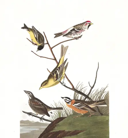 Plate 400 of Audubon's The Birds of America: Lesser Goldfinch (Spinus psaltria), Redpoll (Acanthis flammea), Western Tanager (Piranga ludoviciana) and Smith's Longspur (Calcarius pictus)