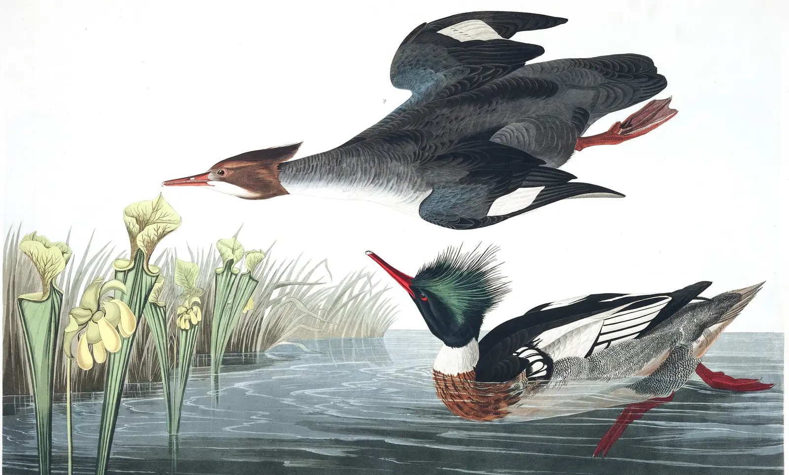 Plate 401 of Audubon's The Birds of America: Red-breasted Merganser (Mergus serrator)