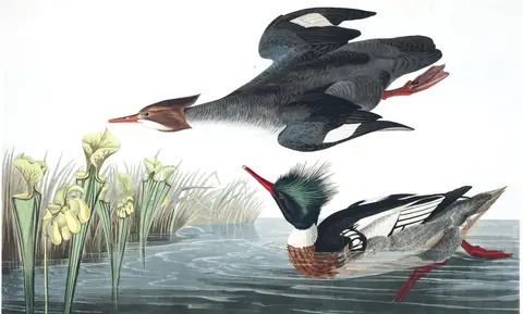 Plate 401 of Audubon's The Birds of America: Red-breasted Merganser (Mergus serrator)