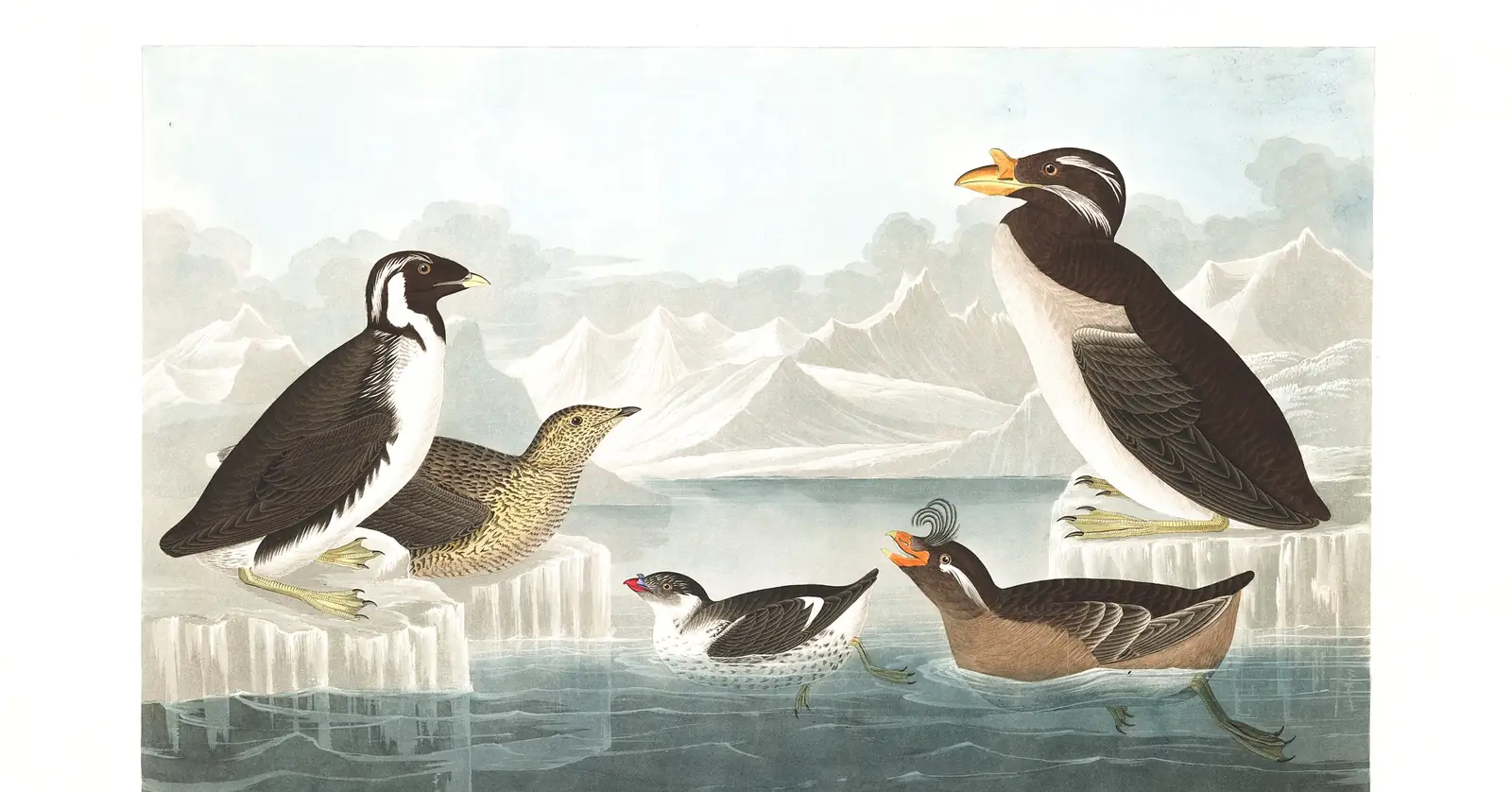 Plate 402 of Audubon's The Birds of America: Ancient Murrelet (Synthliboramphus antiquus), Kittlitz's Murrelet (Brachyramphus brevirostris), Least Auklet (Aethia pusilla), Crested Auklet (Aethia cristatella) and Rhinoceros Auklet (Cerorhinca monocerata)