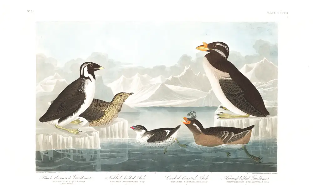The whole sheet of plate 402, with its engraved caption