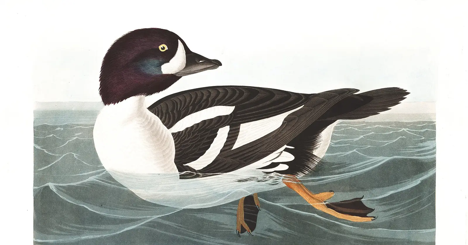 Plate 403 of Audubon's The Birds of America: Barrow's Goldeneye (Bucephala islandica)