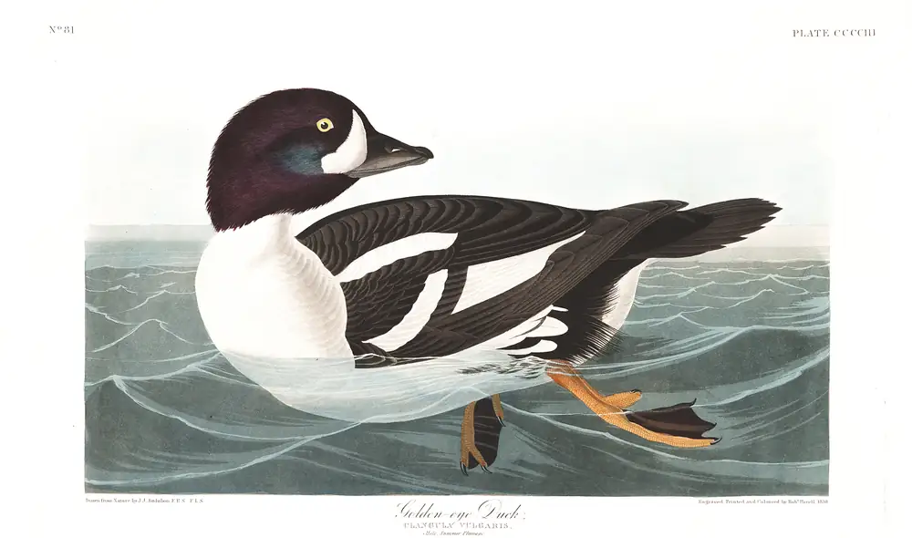 The whole sheet of plate 403, with its engraved caption