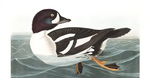 Plate 403 of Audubon's The Birds of America: Barrow's Goldeneye (Bucephala islandica)