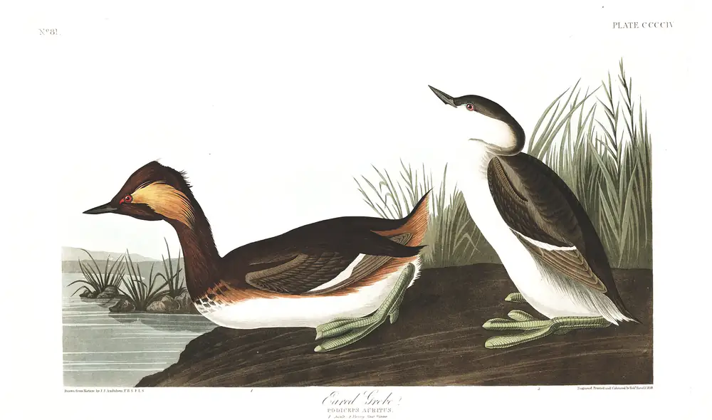 The whole sheet of plate 404, with its engraved caption