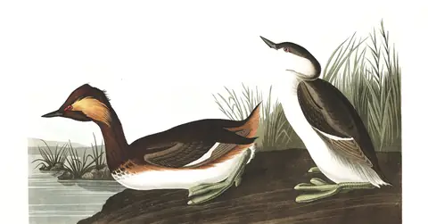 Plate 404 of Audubon's The Birds of America: Eared Grebe (Podiceps nigricollis)
