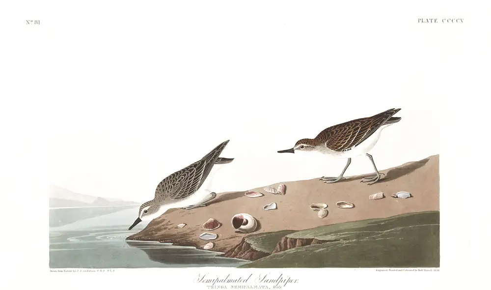 The whole sheet of plate 405, with its engraved caption