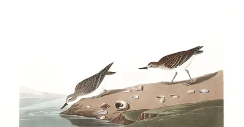 Plate 405 of Audubon's The Birds of America: Semipalmated Sandpiper (Calidris pusilla)