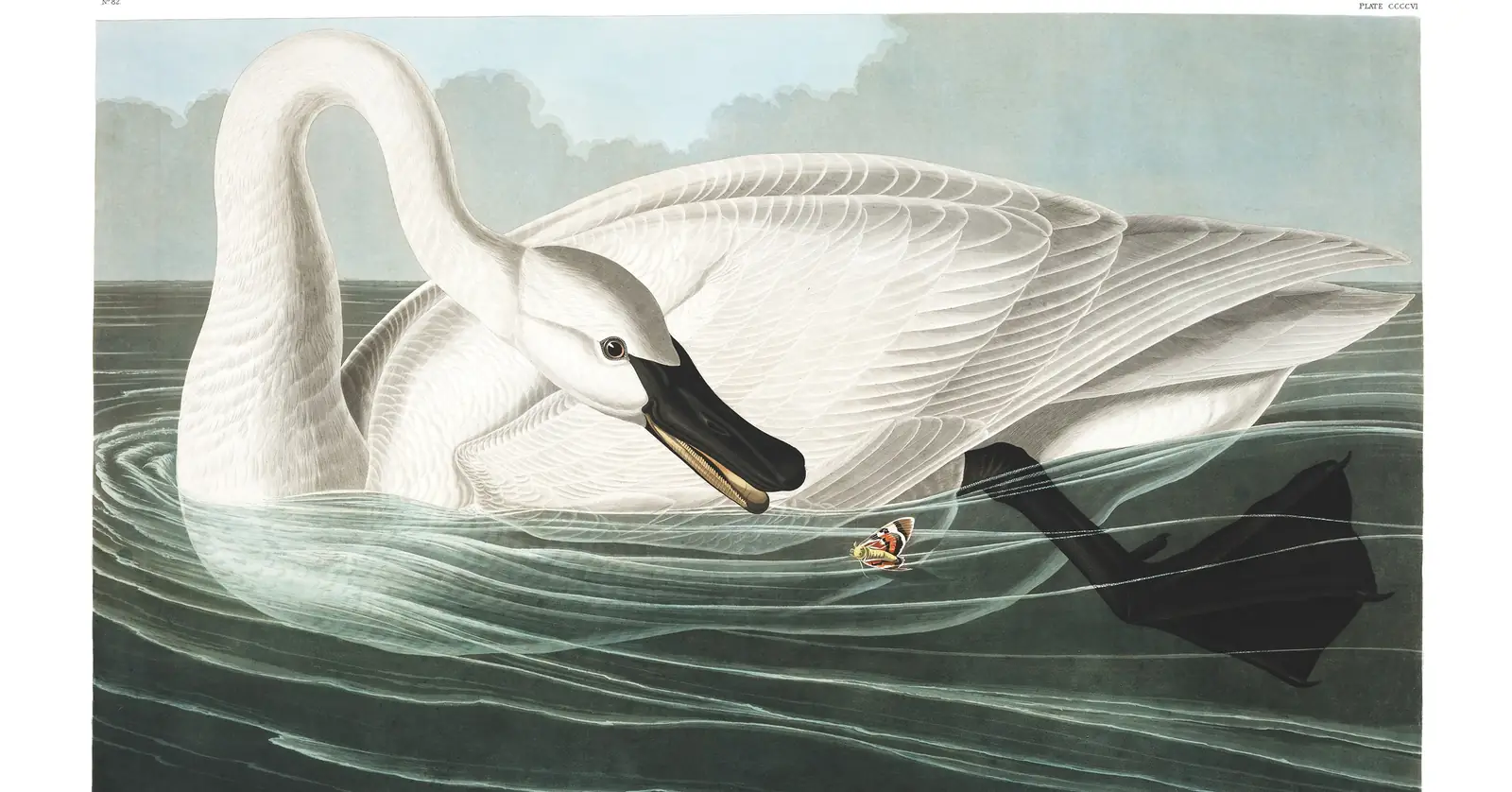 Plate 406 of Audubon's The Birds of America: Trumpeter Swan (Cygnus buccinator)