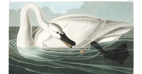 Plate 406 of Audubon's The Birds of America: Trumpeter Swan (Cygnus buccinator)