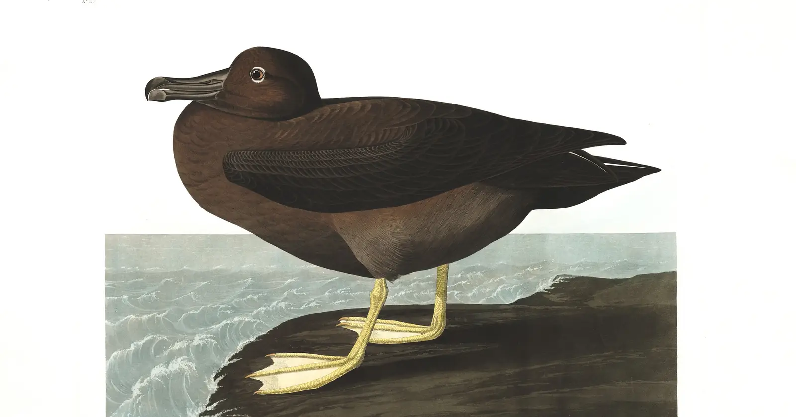 Plate 407 of Audubon's The Birds of America: Light-mantled Albatross (Phoebetria palpebrata)