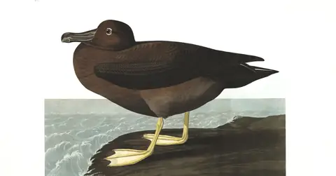 Plate 407 of Audubon's The Birds of America: Light-mantled Albatross (Phoebetria palpebrata)