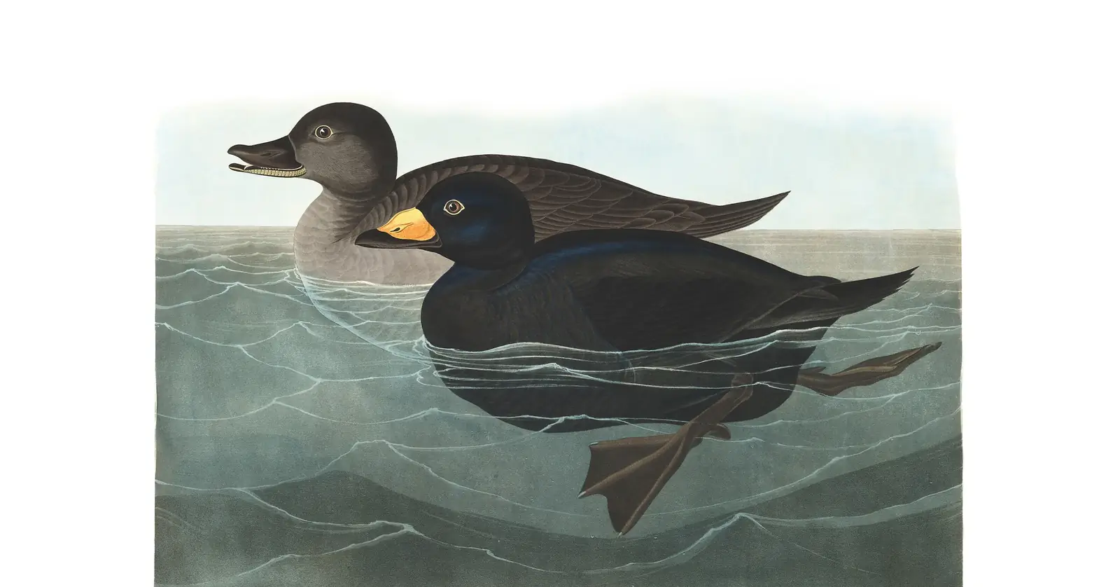 Plate 408 of Audubon's The Birds of America: Black Scoter (Melanitta americana)