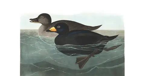 Plate 408 of Audubon's The Birds of America: Black Scoter (Melanitta americana)