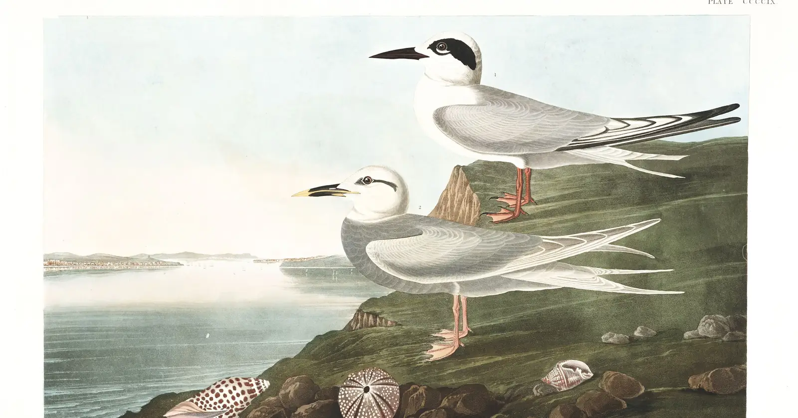Plate 409 of Audubon's The Birds of America: Forster's Tern (Sterna forsteri) and Snowy-crowned Tern (Sterna trudeaui)