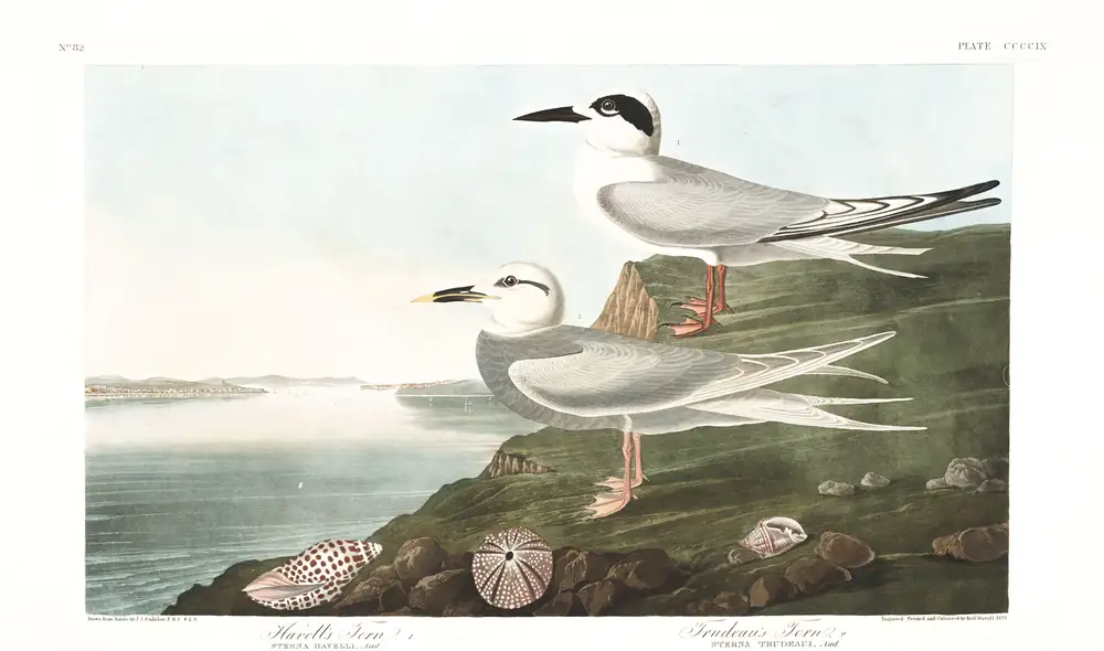 The whole sheet of plate 409, with its engraved caption