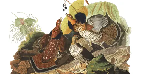 Plate 41 of Audubon's The Birds of America: Ruffed Grouse (Bonasa umbellus)