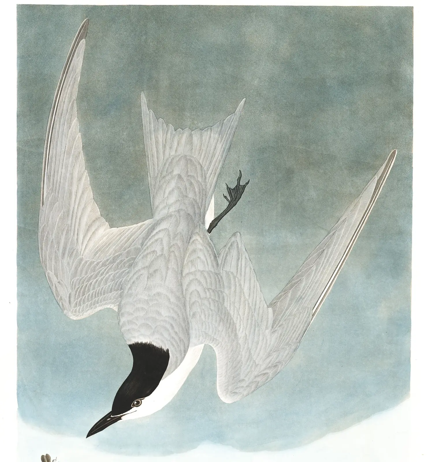 Plate 410 of Audubon's The Birds of America: Gull-billed Tern (Gelochelidon nilotica)