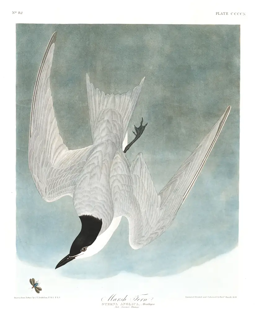 The whole sheet of plate 410, with its engraved caption