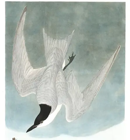 Plate 410 of Audubon's The Birds of America: Gull-billed Tern (Gelochelidon nilotica)