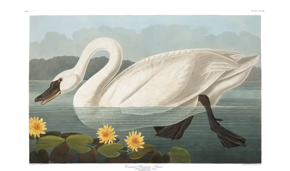 The whole sheet of plate 411, with its engraved caption